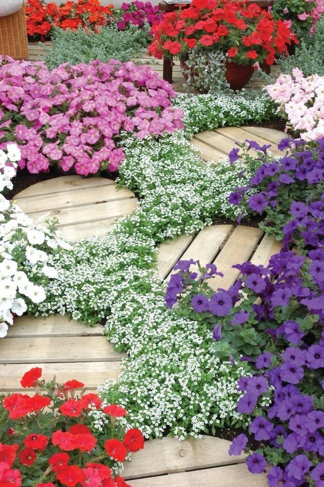 Цветы алиссум : всё, что нужно знать о посадке, выращивании и уходе 50+ фото