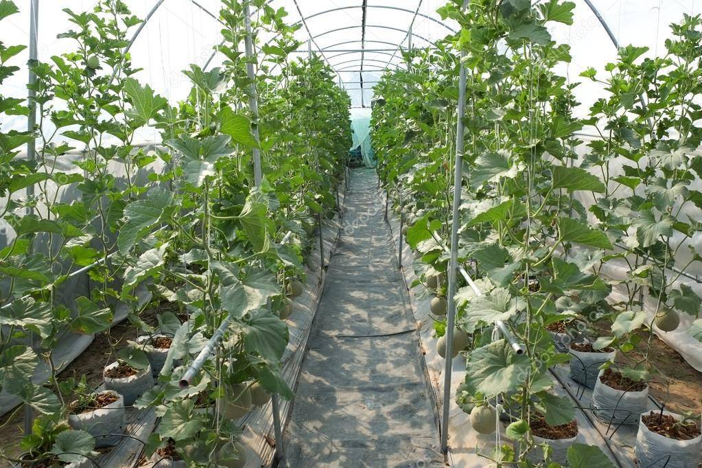 Все о выращивании дыни в теплице из поликарбоната :: syl.ru
