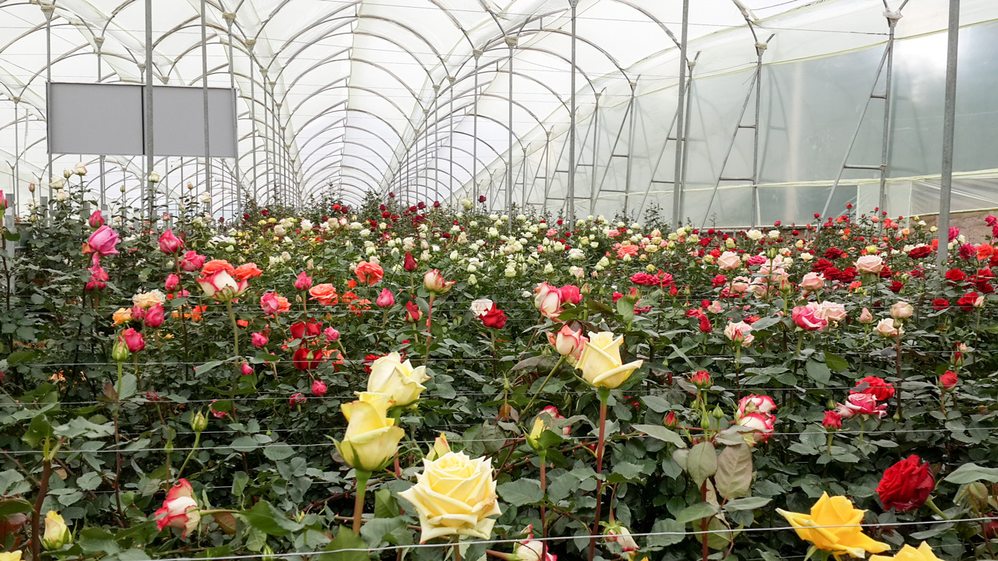 Выращивание роз в теплице: цветы как выращивать для продажи, уход и технология своими руками, экибастуз и фото