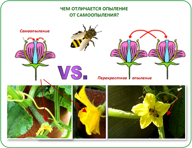 Схема опыления томата