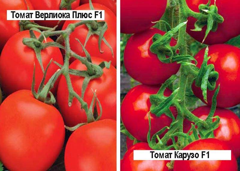 Рейтинг лучших сортов помидор для теплиц на 2023 год