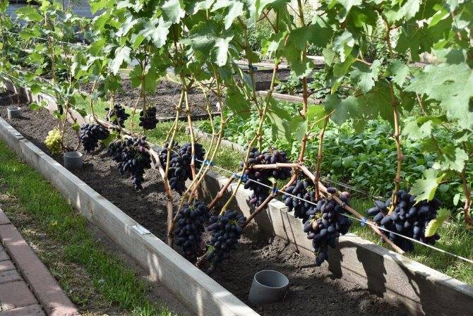 Неукрывной виноград для подмосковья: как выбрать материал для посадки морозостойких сортов?