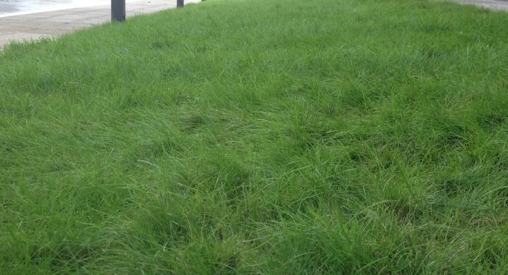 Какая газонная трава вытесняет сорняки – мечта каждого дачника