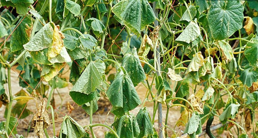 Вянут листья у огурцов в теплице | что делать: причина и лечение увядания