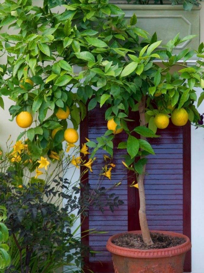 Комнатный лимон: особенности выращивания