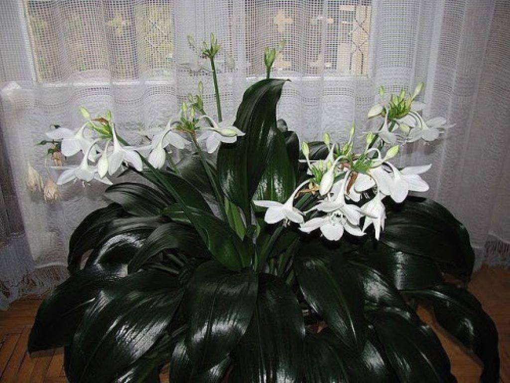 Красивый комнатный цветок амазонская лилия «эухарис»: уход в домашних условиях, приметы