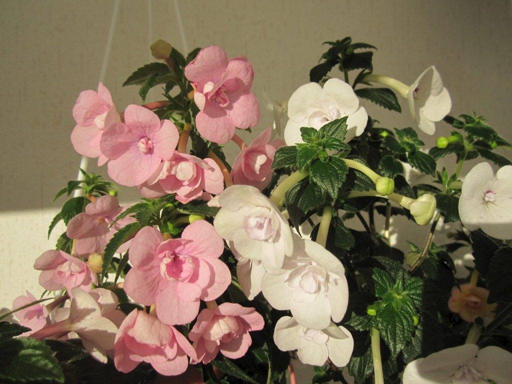 7 цветов радуги ахименеса — уход и выращивание