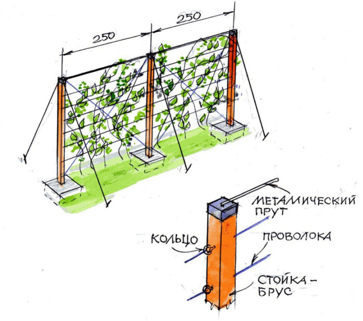 Шпалера для винограда: выбор типа конструкции, чертежи и схемы, постройка, нюансы