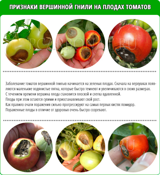 Как бороться с гнилью на помидорах в теплице проверенные методы