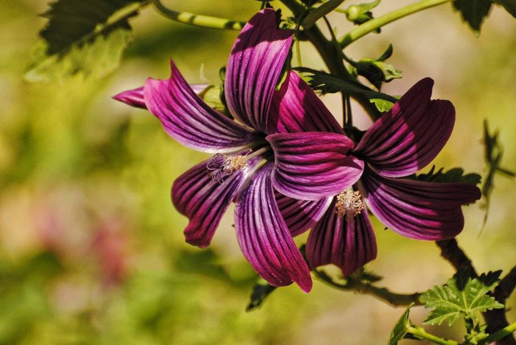 Цветок лаватера — посадка и уход за растением