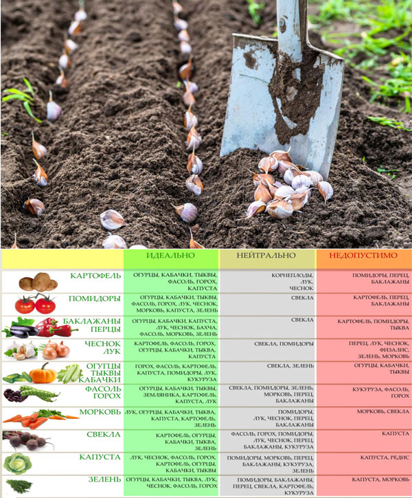 Какие овощные культуры можно сажать после чеснока