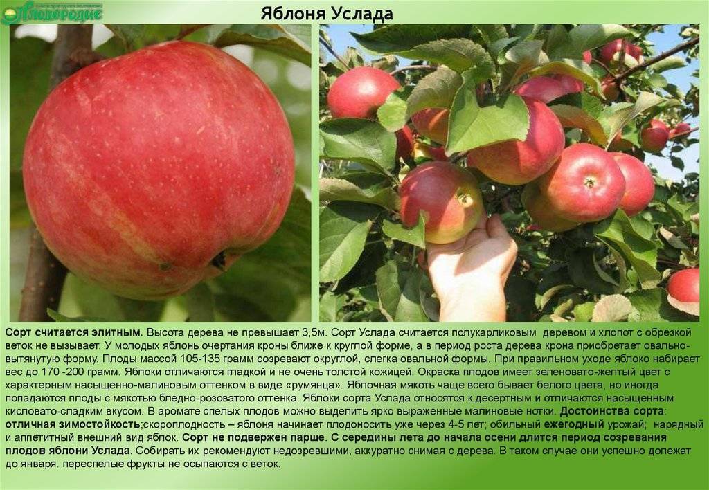 Сорта яблок: лучшие зимние, летние, поздние, ранние с длительным сроком хранения и вкусными плодами
