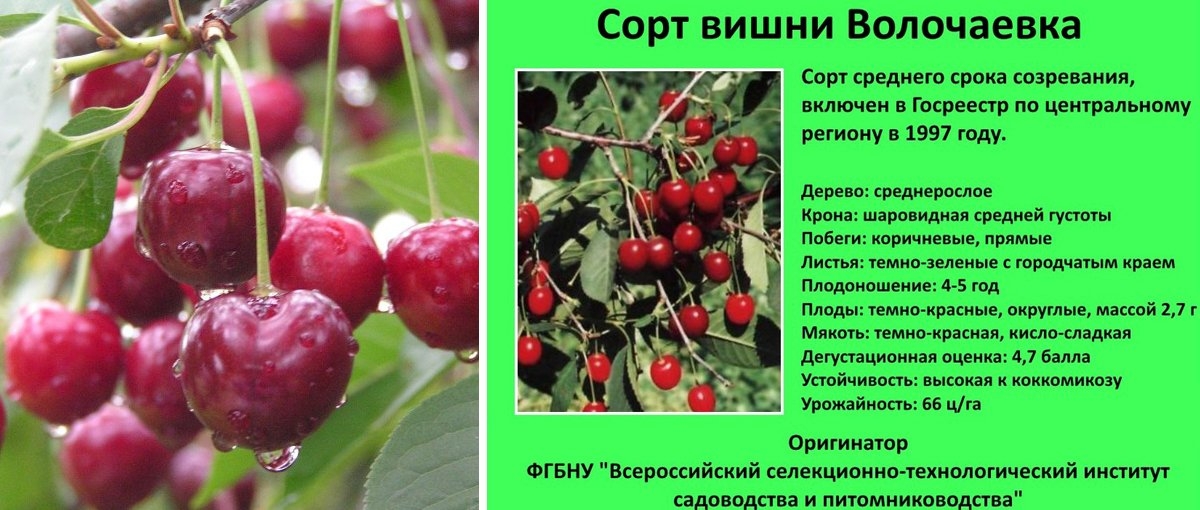 Сорта черешни для средней полосы россии с фото и описанием