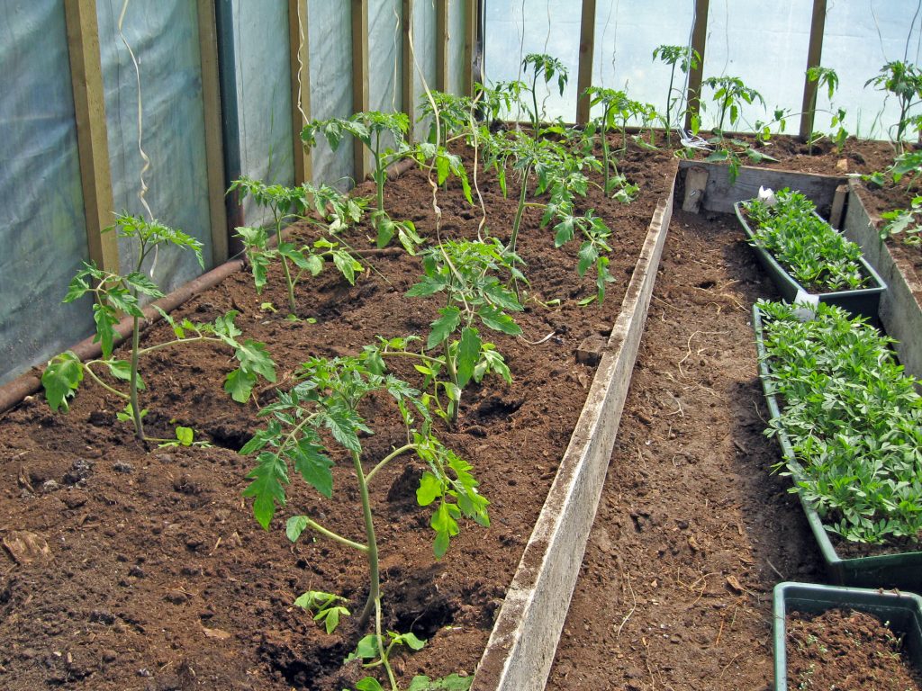Выращивание помидоров в теплице из поликарбоната - как сажать и ухаживать