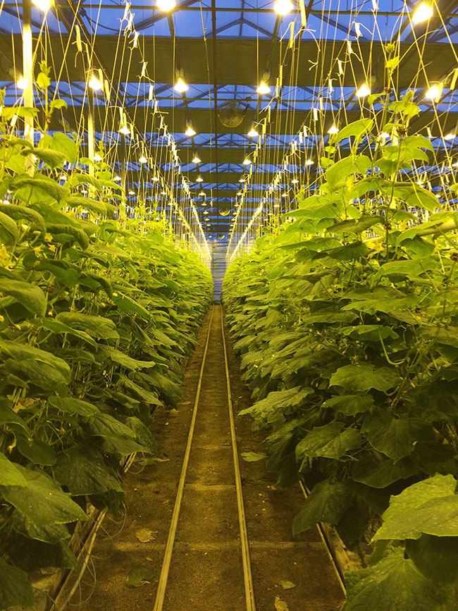 Выращивание огурцов в теплице зимой: технология, как бизнес, рентабельность, на продажу, видео, для начинающих