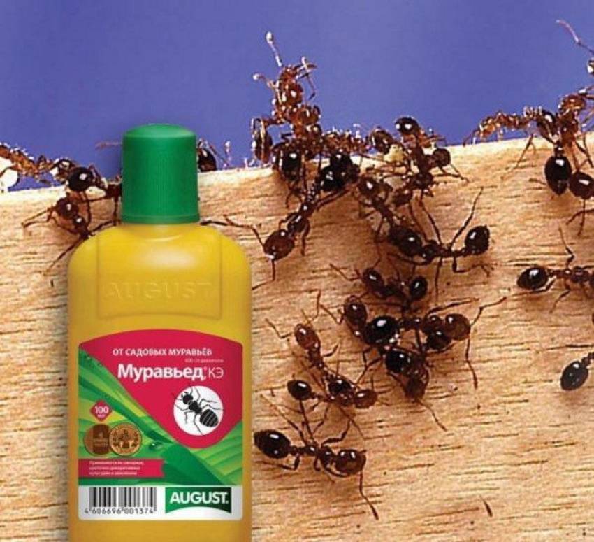 Лесные муравьи в доме – как избавиться от непрошеных гостей