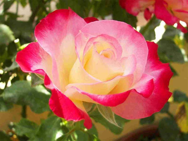 Чайно-гибридные розы: описание, сорта, посадка и уход