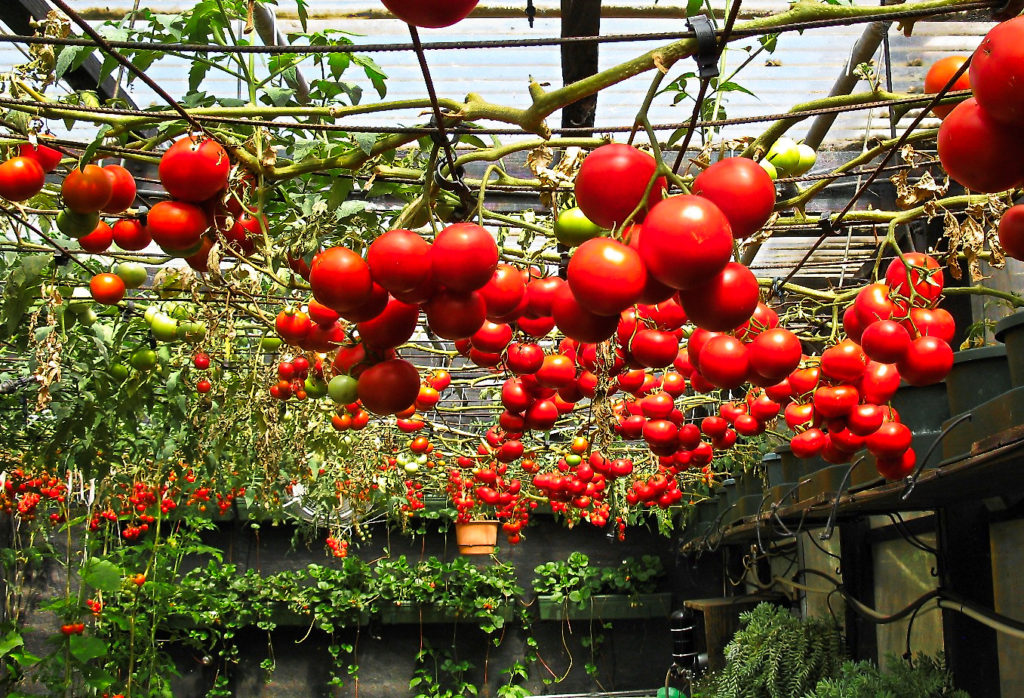 Как получить хороший урожай помидор в открытом грунте: 115 фото и и видео правильного выращивания томатов