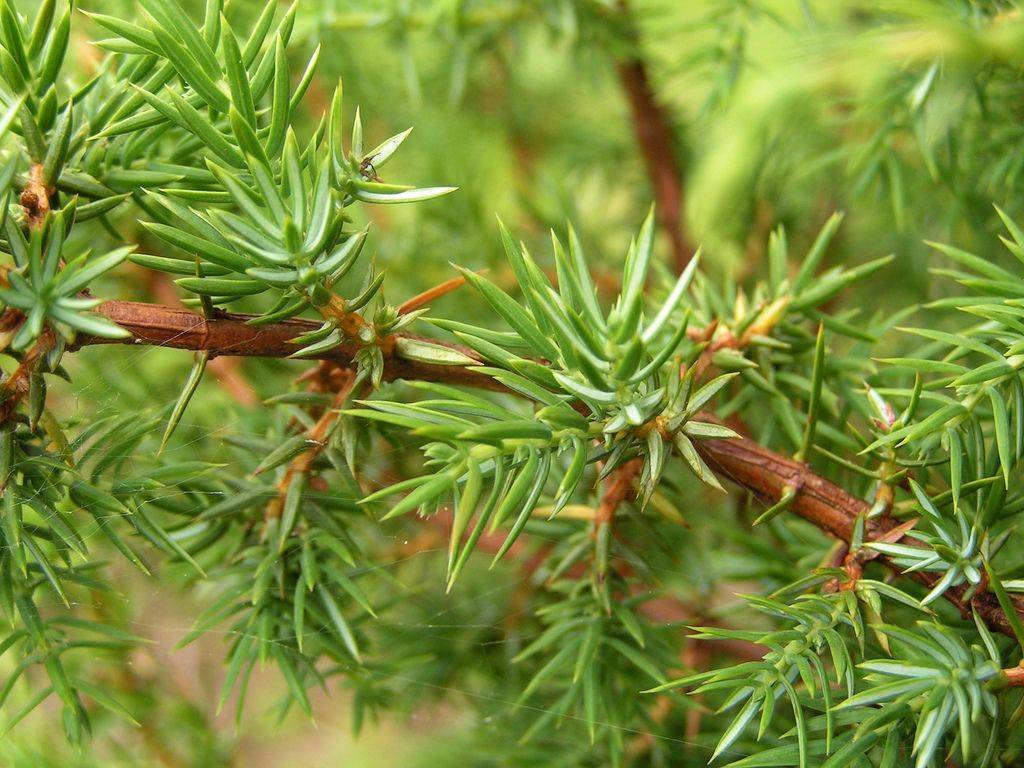 ᐉ можжевельник скальный фишт посадка и уход – juniperus scopulorum - zoo-mamontenok.ru