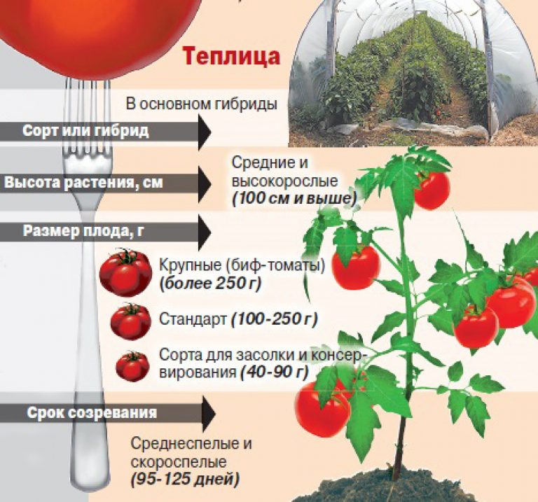 Выбираем лучшие сорта томатов для теплиц