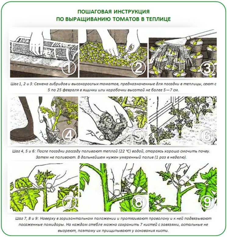 Как посадить рассаду помидор в теплицу правильно схема