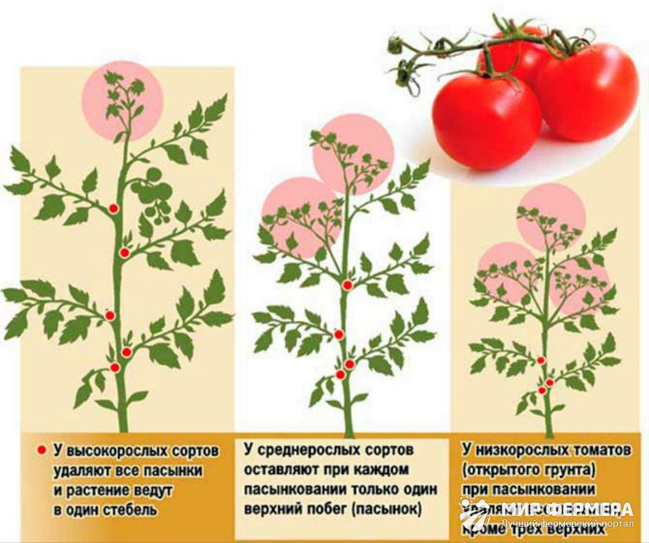 Как пасынковать помидоры – правильно, в теплице, открытом грунте, пошаговое фото, схема, видео