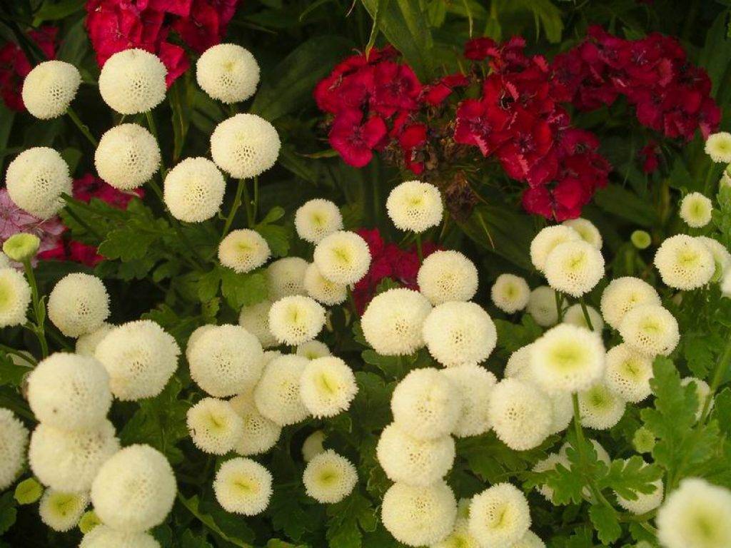 Персидская ромашка или пиретрум: посадка и уход в открытом грунте, фото травянистого многолетнего растения с нежными цветками