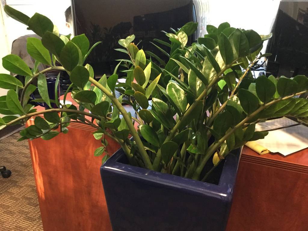 Замиокулькас – уход в домашних условиях за цветком