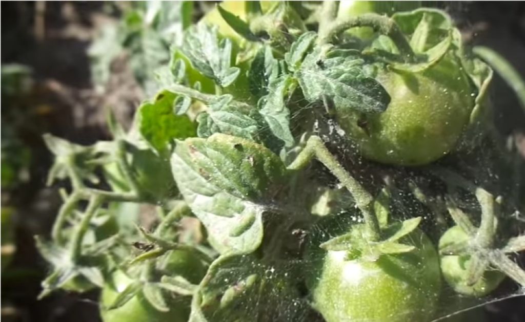 Вредители огурцов и помидоров в парниках | cельхозпортал