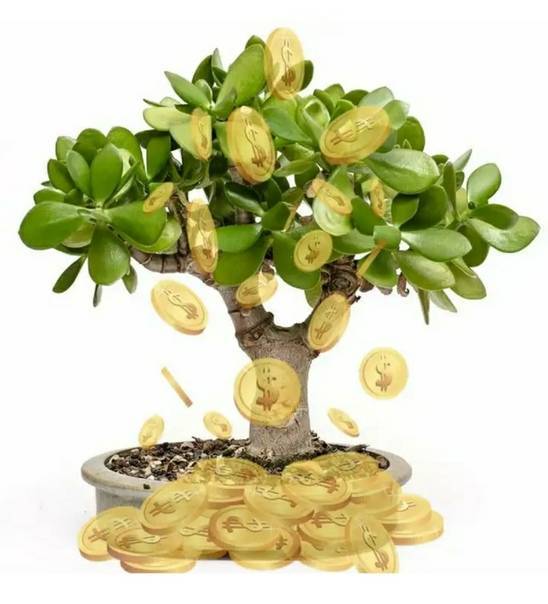 Почему не цветет денежное дерево (толстянка): что делать