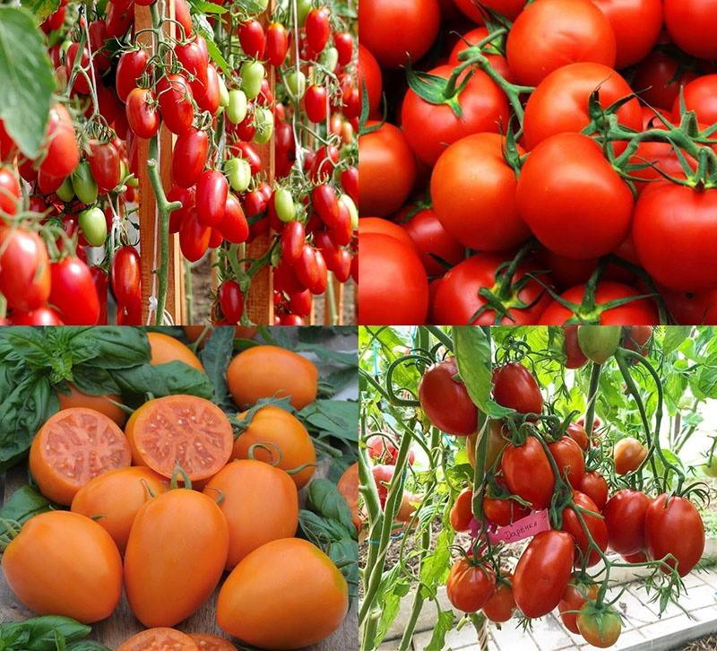 Аргументы: какие сорта помидор самые урожайные для теплиц