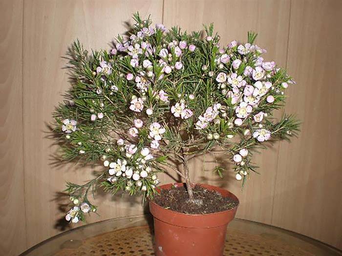 Любимый цветок богини афродиты — мирт: правила выращивания и ухода за комнатным растением