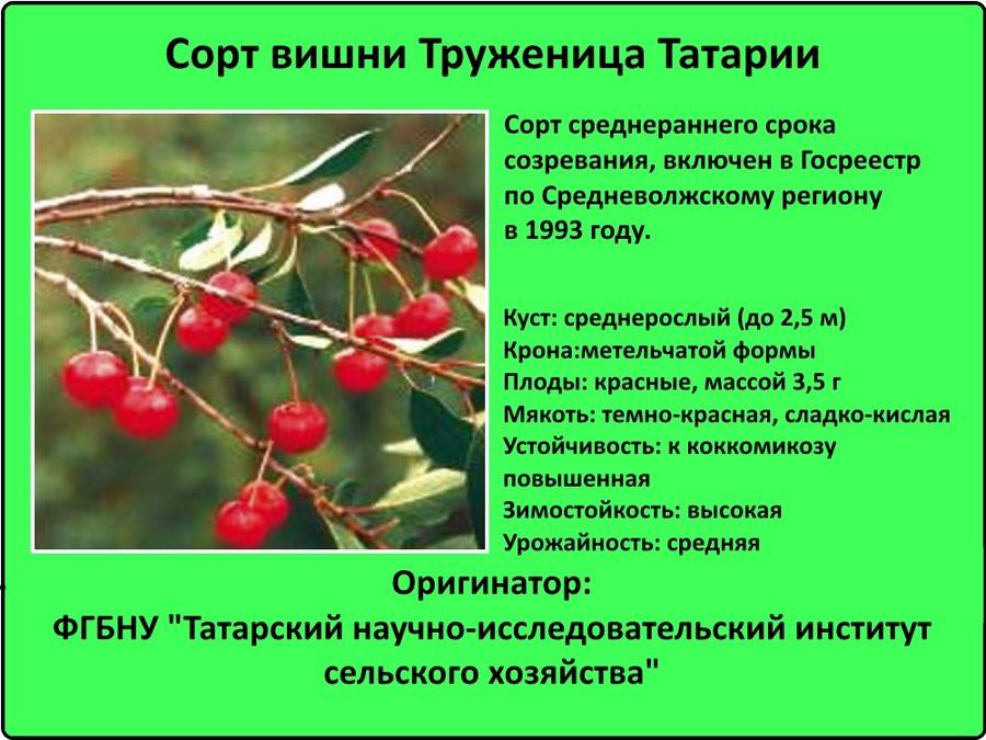 Популярные сорта черешни, подходящие для выращивания в средней полосе россии