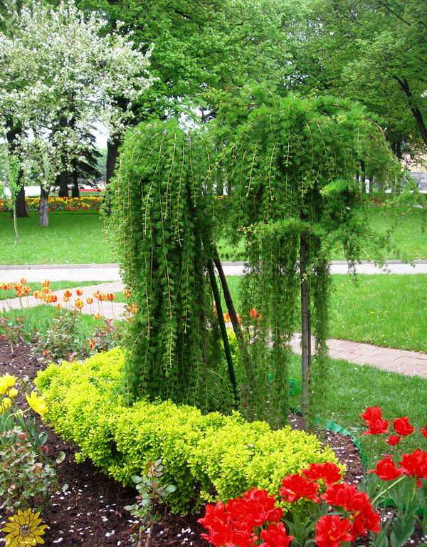 Какую лиственницу выбрать для сада и как за ней ухаживать? виды и сорта, посадка и уход. фото — ботаничка.ru