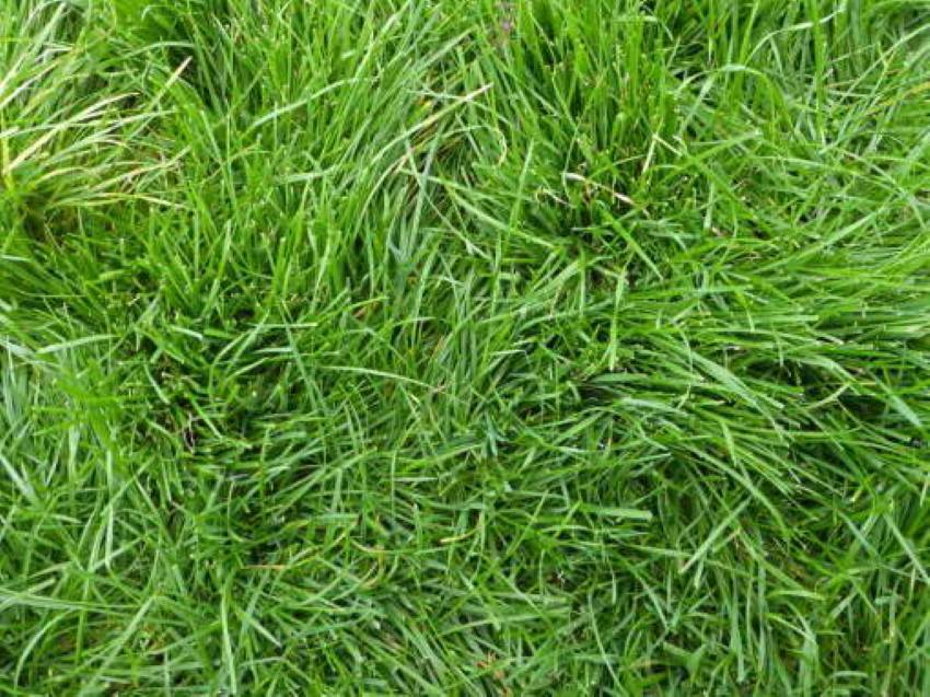 Газонная трава которая уничтожает сорняки: название, отзывы + фото и видео