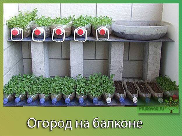 Огород на подоконнике — мифы и реальность. какие овощи и зелень можно выращивать дома и когда? фото — ботаничка