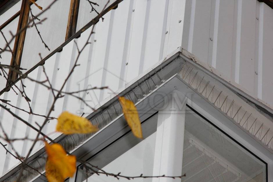 Как избавиться от голубей на балконе, подоконнике или крыше