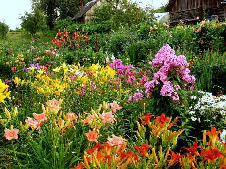30 сортов и видов лилейников цветущих все лето с описанием и характеристиками