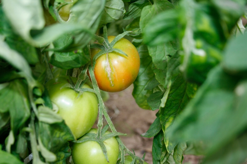 Чем полить помидоры чтобы быстрее краснели: чем подкормить, чтобы были крупные и сладкие плоды