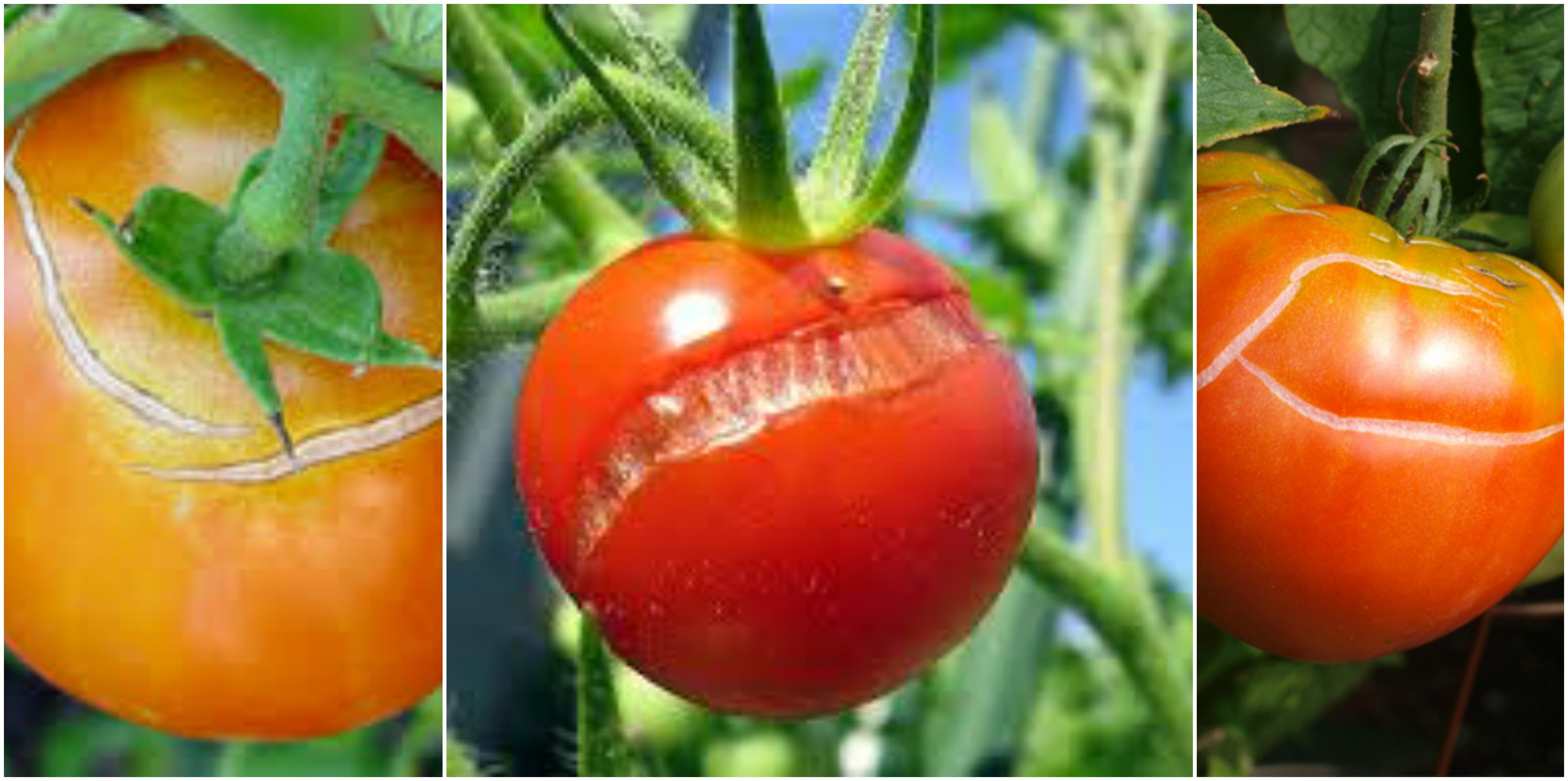 Трескаются помидоры в теплице при созревании: причины, что делать